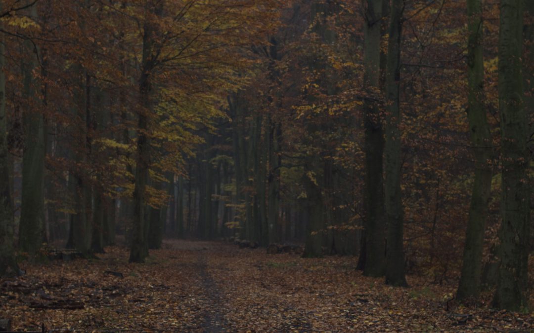 Mannen og skogen